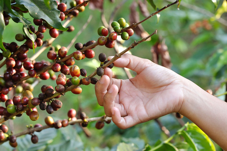 Point Roberts Coffee beans